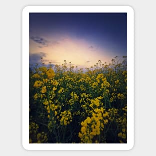 rapeseed in sunset light Sticker